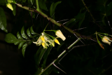 Solanum atropurpureum RCP8-2014 250.JPG